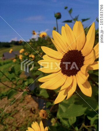 上を向く向日葵の写真素材 [105583766] - PIXTA