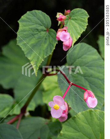 愛らしい秋海棠の花 105583885