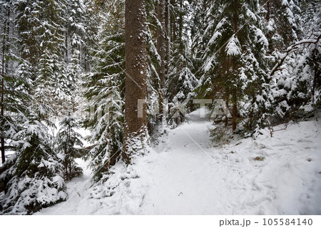 Snow path in winter forest. Spruce tree forest covered by snow in winter landscape 105584140