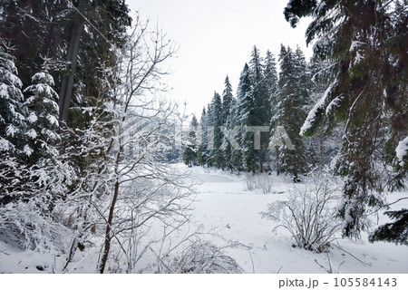 Beautiful idyllic landscape with evergreen tree forest covered in snow in wintertime 105584143