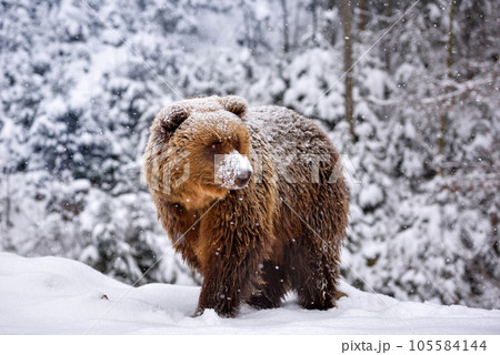 Wild brown bear (Ursus arctos) on the snow 105584144