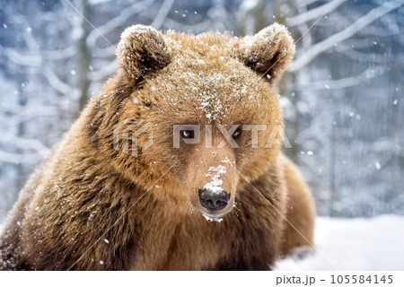 Beautiful close up portrait of the brown bear (Ursus arctos) 105584145