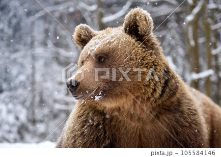 Beautiful close up portrait of the brown bear (Ursus arctos) 105584146