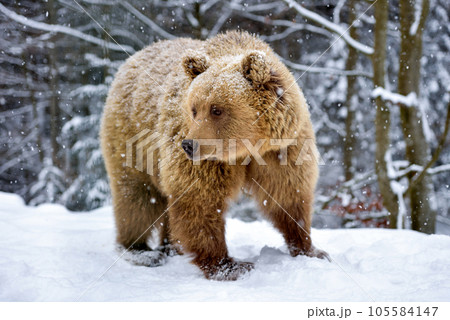 Brown bear (Ursus arctos) in winter forest. Snowfall. Natural habitat 105584147