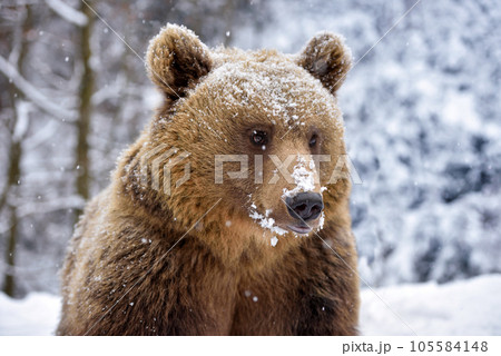 Beautiful close up portrait of the brown bear (Ursus arctos) 105584148