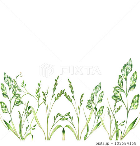 a set of watercolor bright illustrations. meadow grasses, flowers, clover. summer mood for the design of postcards, invitations, website design. 105584159