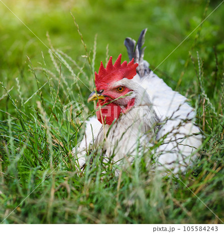 White Rooster resting on green grass. Free-Range Chickens 105584243