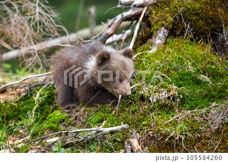 Cute little brown bear cub on the edge of the forest 105584260