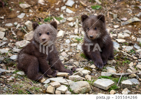 Two little brown bear cub on the edge of the forest Two little brown bear cub on the edge of the forest 105584266