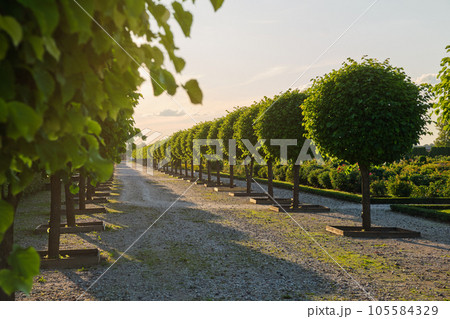 Rows of trees in the summer park. Landscaping and gardening. A beautiful alley in a french garden near Rundale Palace in Latvia. 105584329