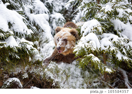 Wild brown bear (Ursus arctos) in winter forest 105584357