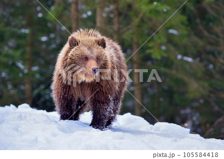 Cute little brown bear on the snow in winter forest 105584418