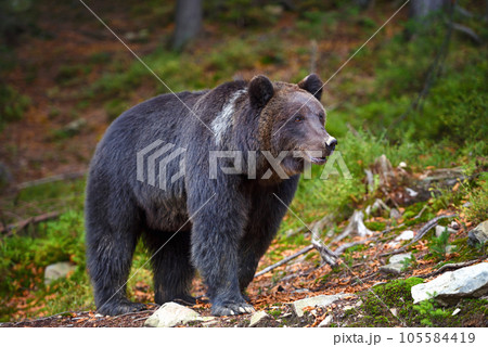 European brown bear in the forest. Big brown bear in forest. European brown bear in the forest. Big brown bear in forest. 105584419