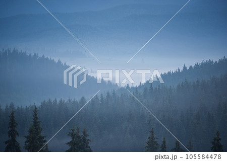 Misty mountain forest landscape in the morning. Carpathian valley with fog. 105584478