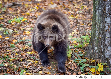 Young european brown bear in the authumn forest 105584666