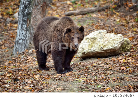 European brown bear in the autumn colored forest. Big brown bear in forest. 105584667