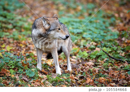 Wolf (Canis lupus) in autumn forest. Grey wolf in natural habitat 105584668