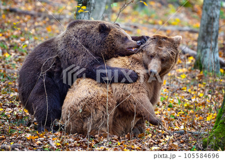 Two brown bears fight together in the autumn colored forest 105584696