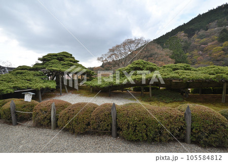 善峯寺の遊龍の松 105584812