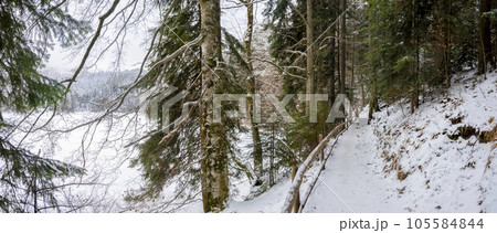 Snow path in winter forest. Beautiful idyllic landscape with evergreen tree forest Snow path in winter forest. Beautiful idyllic landscape with evergreen tree forest 105584844