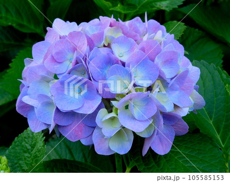 アジサイ　あじさい　淡い色が美しい紫陽花 105585153