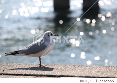 ユリカモメ 105585555