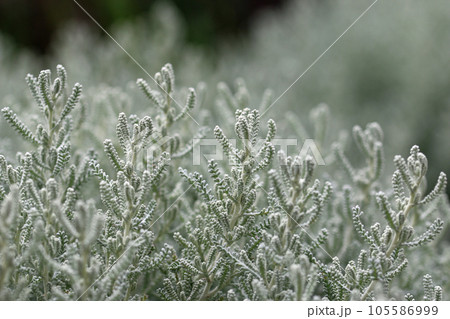 Cotton lavender plant with silver grey foliage 105586999