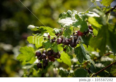 Jostaberry Ribes nidigrolaria, hybrid of a black currant and gooseberry in the garden. Branch with ripe berries close up. Selective focus 105587202