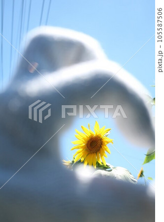 その先に見えるひまわり。。。 その先に見えるひまわり。。。 105587506