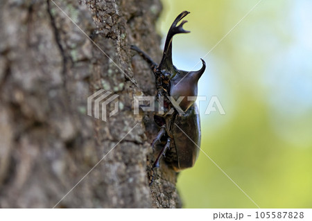 カブト虫 カブト虫 105587828