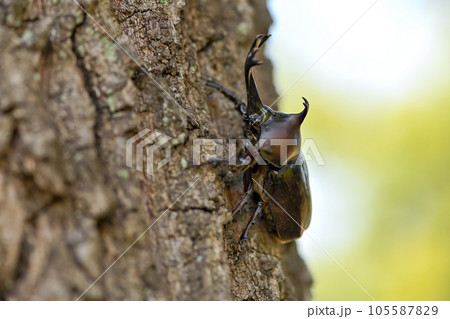 カブト虫 105587829