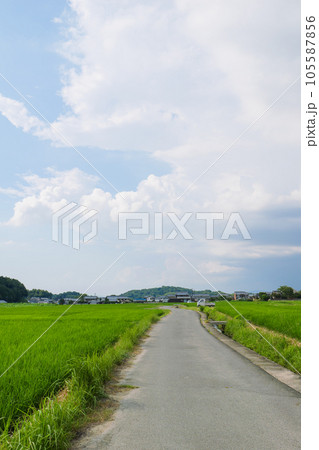 真夏の水田風景 真夏の水田風景 105587856
