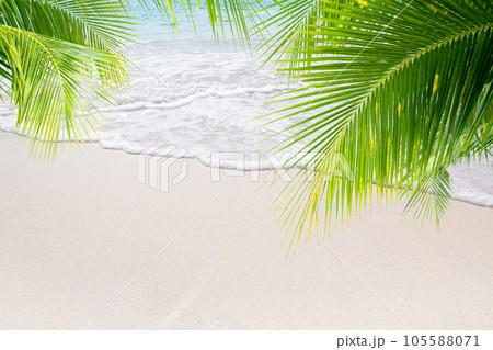 palm leaf on the beach 105588071