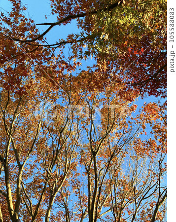 紅葉もみじ 紅葉もみじ 105588083