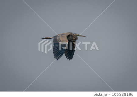 Goliath heron flies under perfect blue sky 105588196