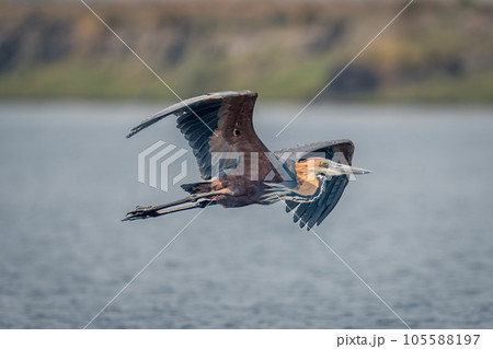 Goliath heron glides across river in sunshine Goliath heron glides across river in sunshine 105588197