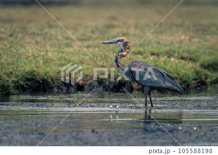Goliath heron in river near grassy bank 105588198