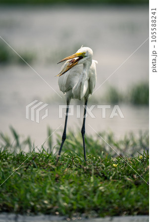 Great egret standing with fish in beak 105588241