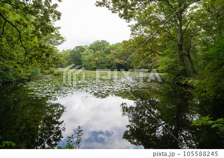 森の小径(大沼国定公園) 森の小径(大沼国定公園) 105588245