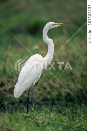 Great egret stands in profile on riverbank 105588257