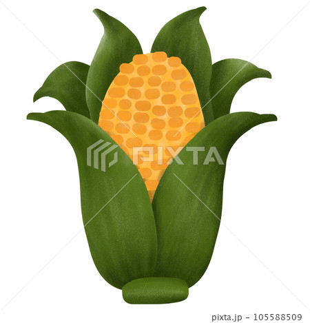 Corn  Corn  105588509