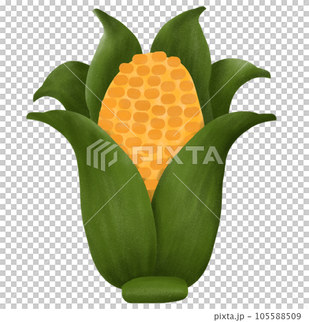 Corn  Corn  105588509