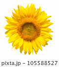 sunflower flower isolated on a white with clipping path. 105588527