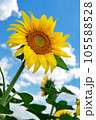 sunflower in the field sunflower with green leaves  105588528