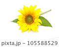 sunflower with green leaves isolated on white 105588529