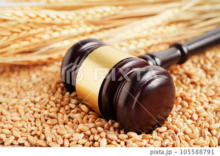 Judge hammer on wheat grains from organic agriculture farm, agricultural law concept. Judge hammer on wheat grains from organic agriculture farm, agricultural law concept. 105588791