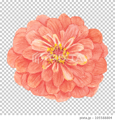 Orange Zinnia watercolor illustration. Hand drawn botanical painting, floral sketch. Colorful flower clipart for summer or autumn design of wedding invitation, prints, greetings, sublimation, textile 105588804