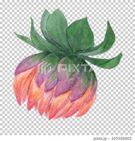 Orange dahlia watercolor illustration. Hand drawn botanical painting, floral sketch. Colorful flower clipart for summer or autumn design of wedding invitation, prints, greetings, sublimation, textile Orange dahlia watercolor illustration. Hand drawn botanical painting, floral sketch. Colorful flower clipart for summer or autumn design of wedding invitation, prints, greetings, sublimation, textile 105588805