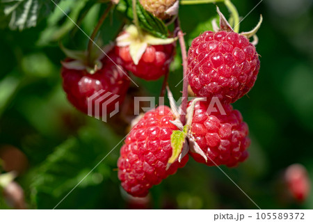 Branch of ripe raspberries in a garden. Branch of ripe raspberries in a garden. 105589372