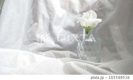 盆花 キキョウ属 キキョウ 105589516